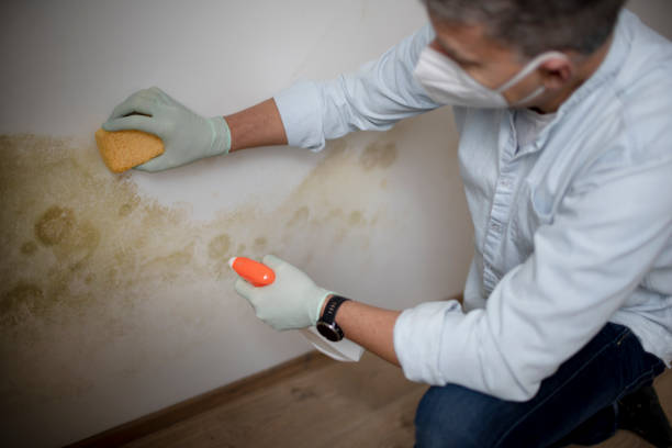 Mold Removal and Inspection in Northfield, MN