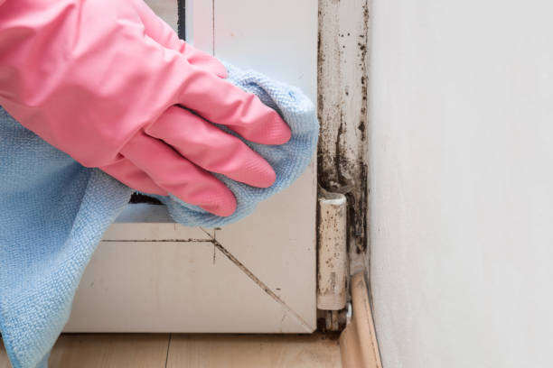 Best Mold Removal Process  in Northfield, MN