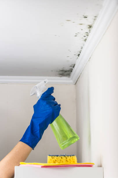Best Attic Mold Removal  in Northfield, MN